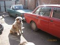 Volvo 240